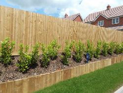 Closeboard fencing